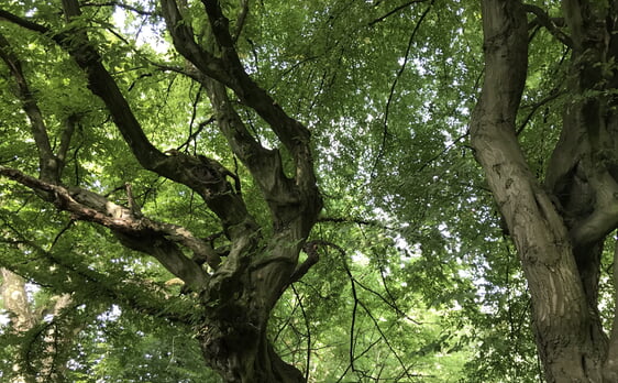 "Der Wald hat ihn erschauet und steht in Schmuck und Zier." - Kraftvolle Worte findet Martha Müller-Zitzke, um die Taten des Schöpfers zu beschreiben. (Foto: Iris Kannenberg)